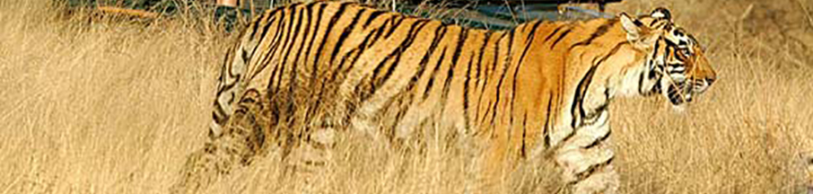 Ranthambore Odyssey Tour